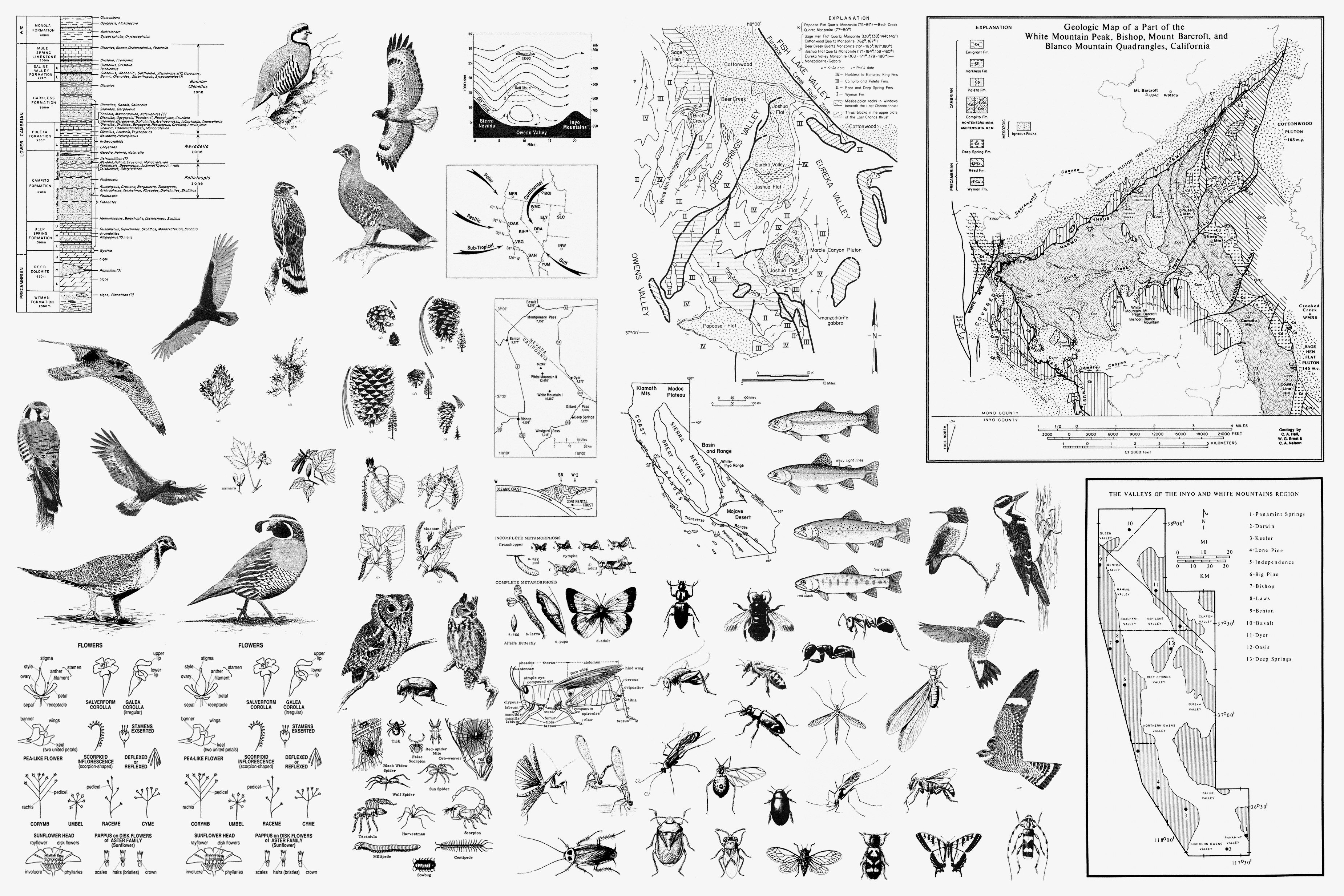 Natural History of the White-Inyo Range · Collage of clippings